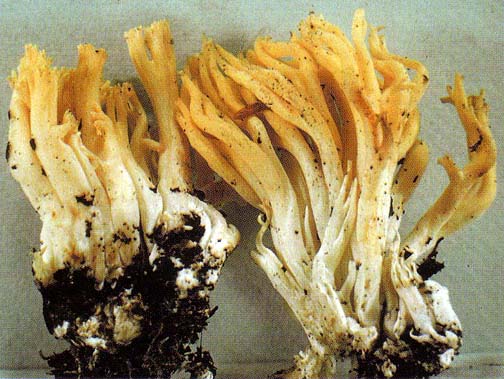 Ramaria synaptopoda